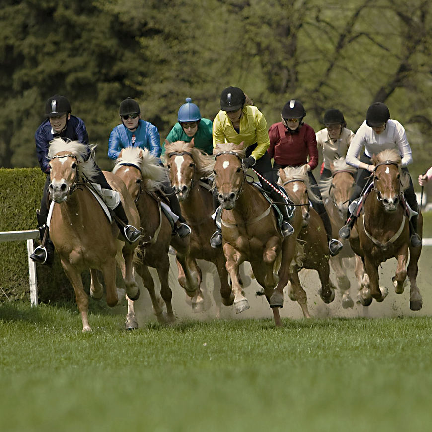 Haflinger Races
